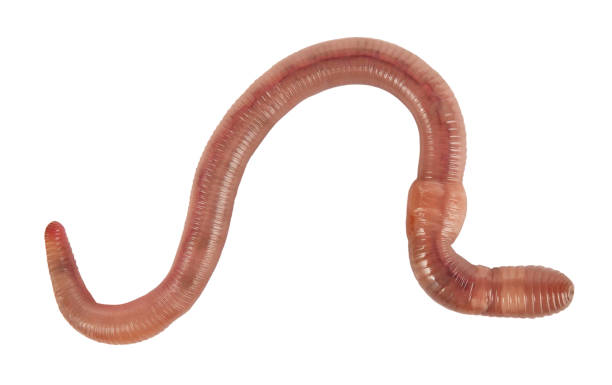 Dendrobaena viswormen kg groot (ca. 900 stuks)